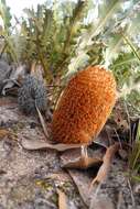 Image of Prostrate Banksia