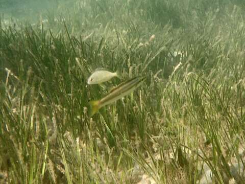 Image of Obtuse barracuda