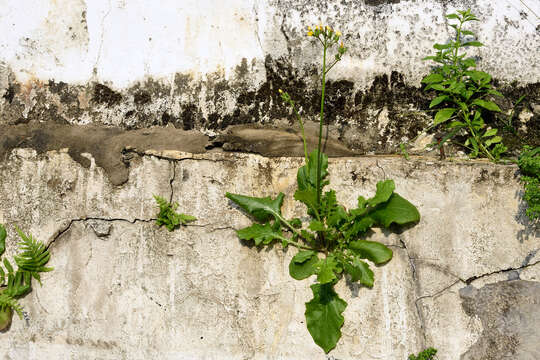 Image of Youngia japonica var. japonica