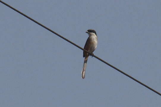 Image of Grey-backed Shrike