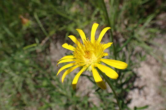 Image of Hirpicium bechuanense (S. Moore) Roessler