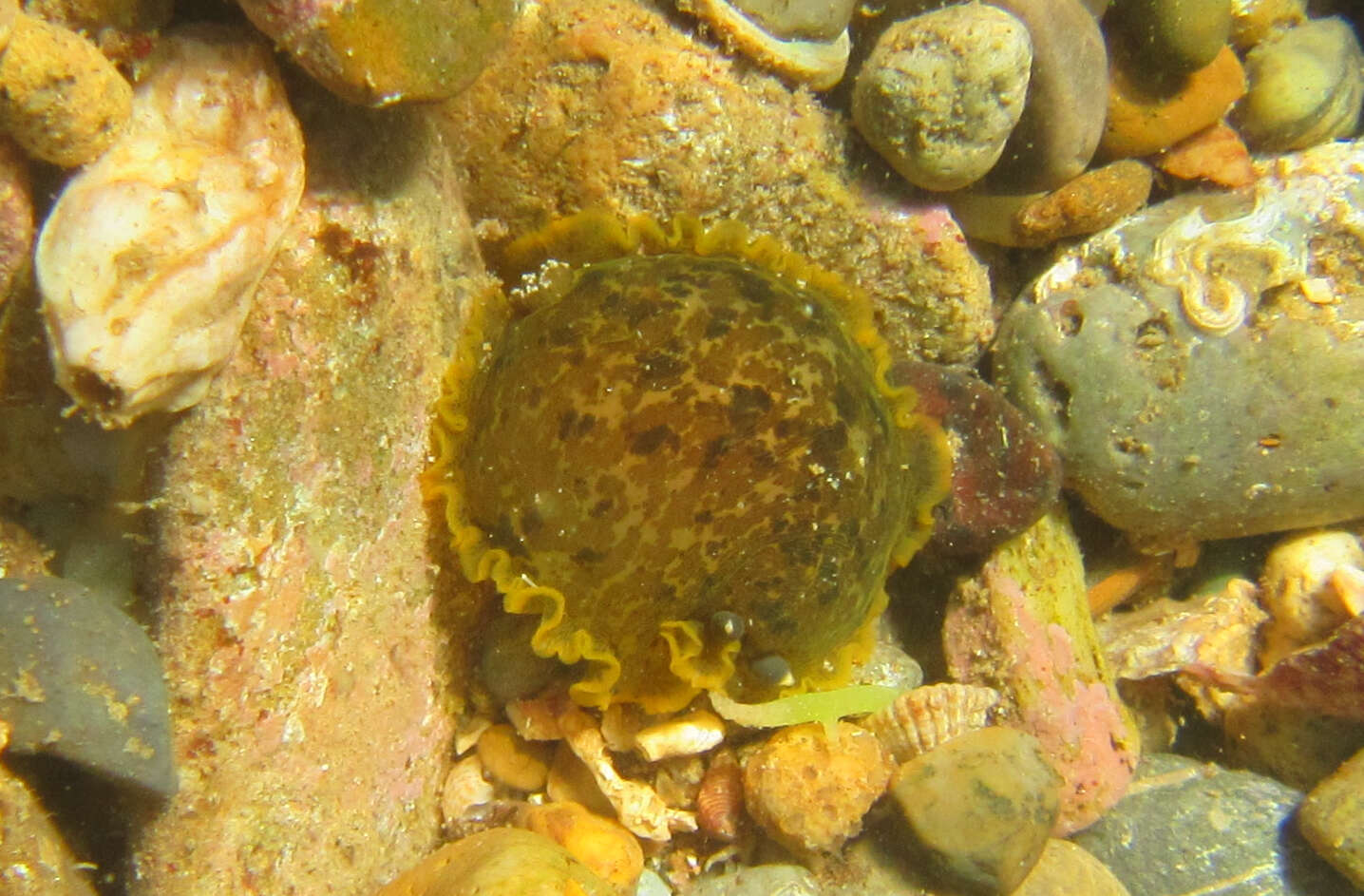 Image of Dendrodoris limbata (Cuvier 1804)