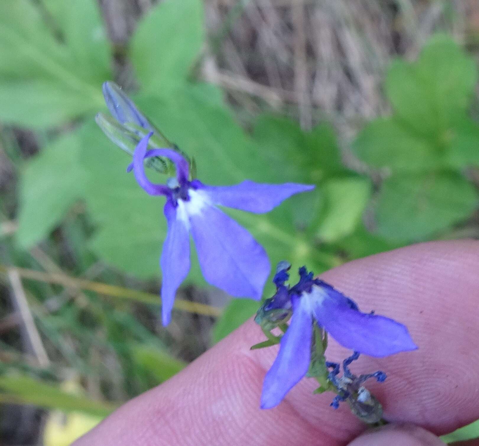 Image of Apache lobelia