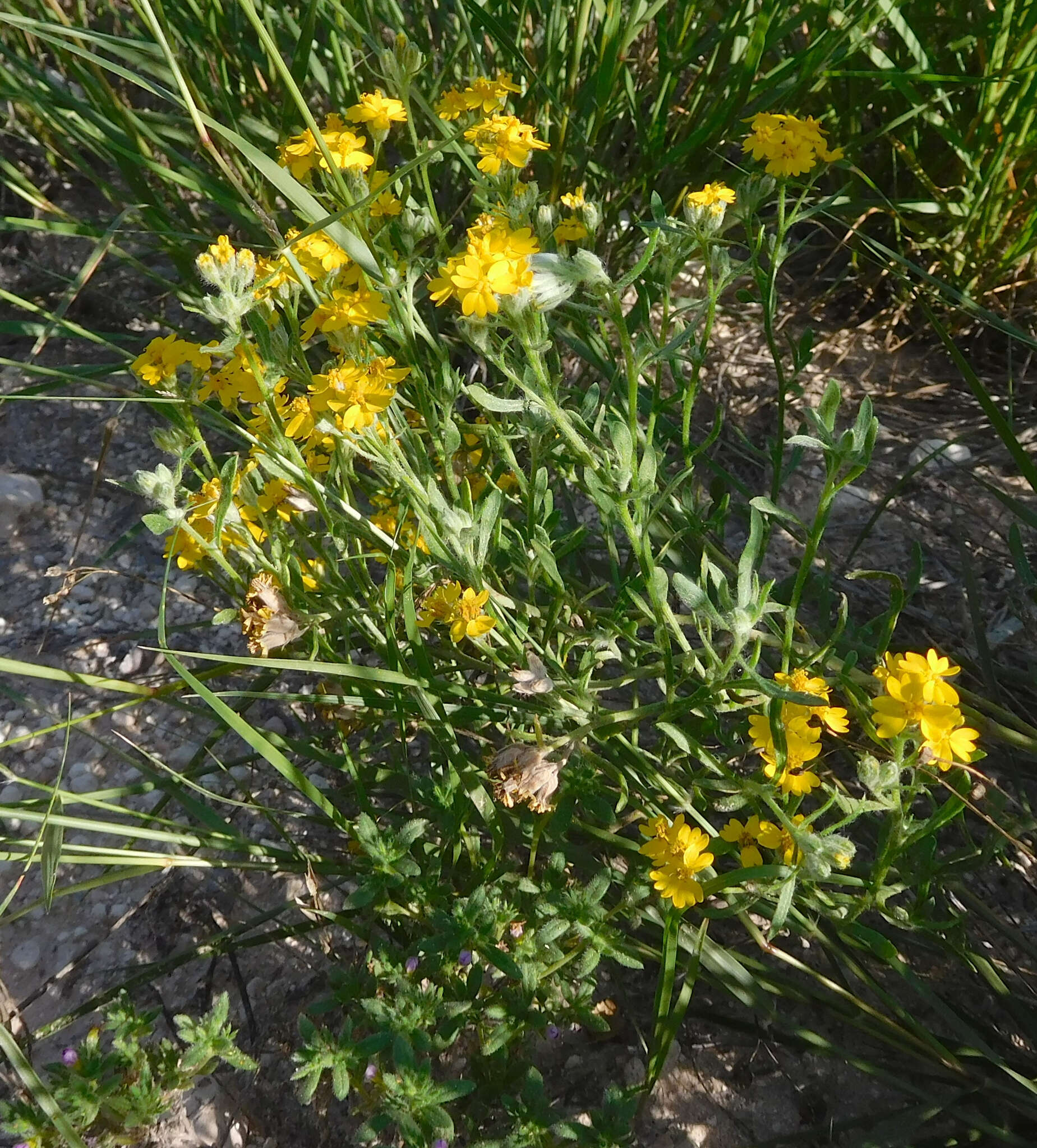 Image of woolly paperflower