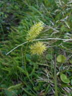 Plancia ëd Tofieldia calyculata (L.) Wahlenb.