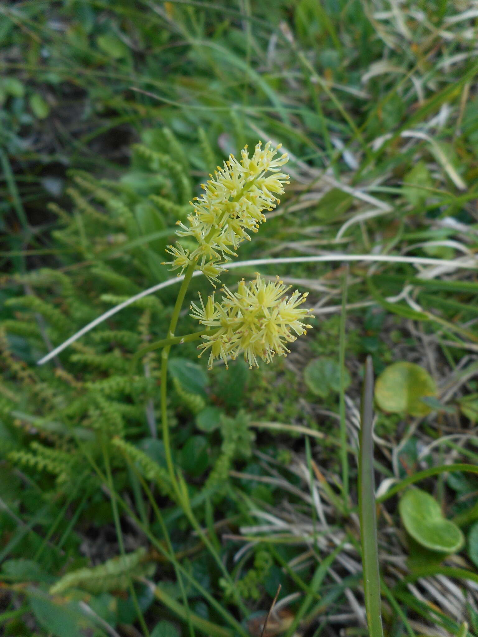 Plancia ëd Tofieldia calyculata (L.) Wahlenb.