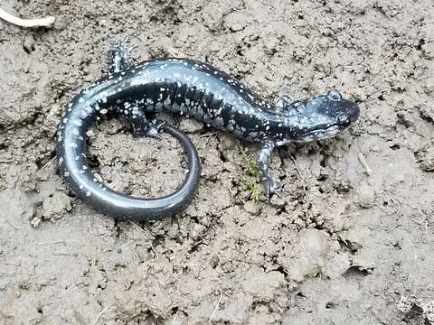 Image of Plethodon kiamichi Highton ex Highton, Maha & Maxson 1989