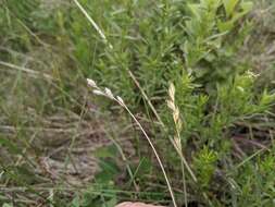 Image of whitescale sedge