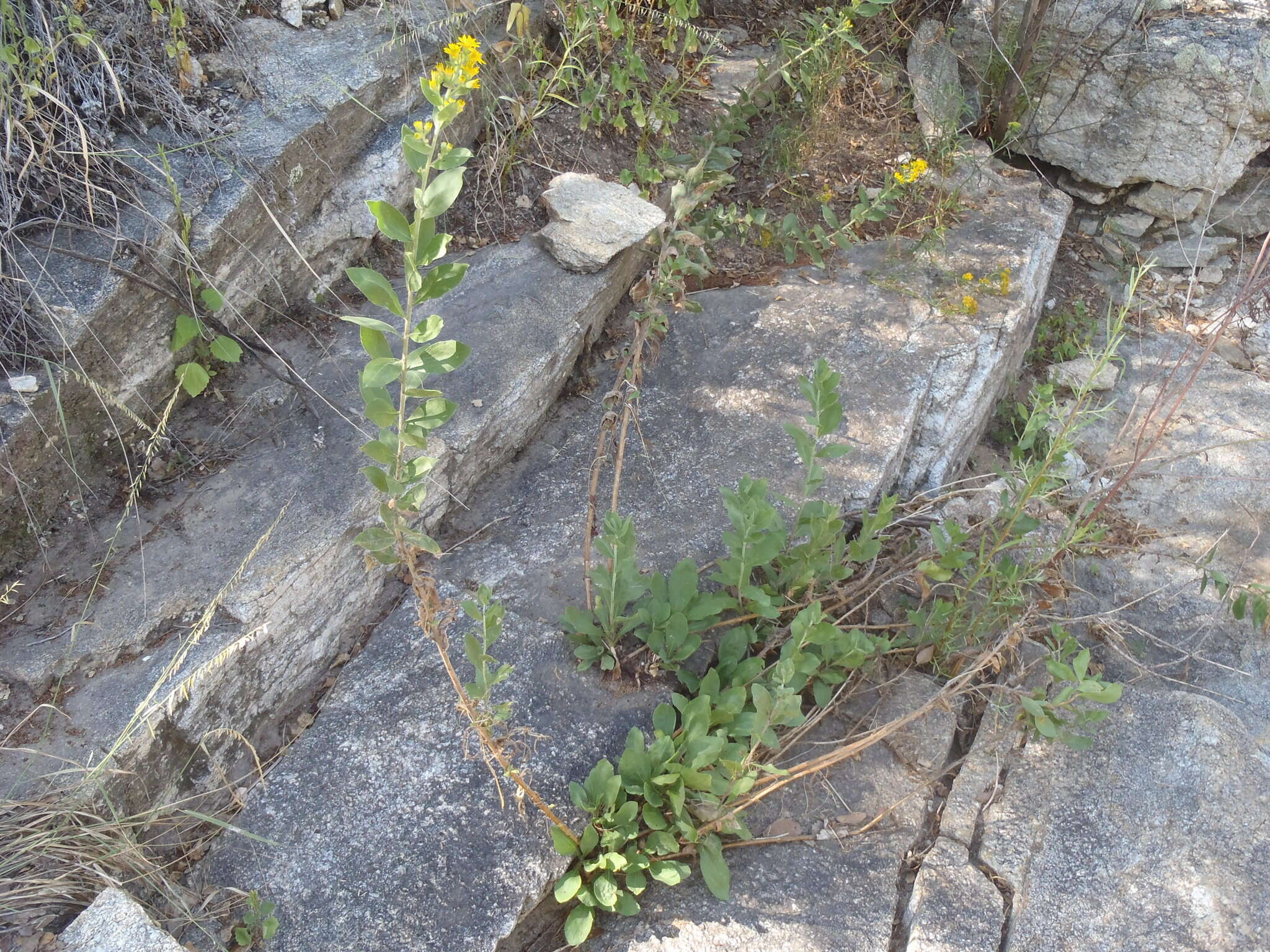 Image of Wright's goldenrod