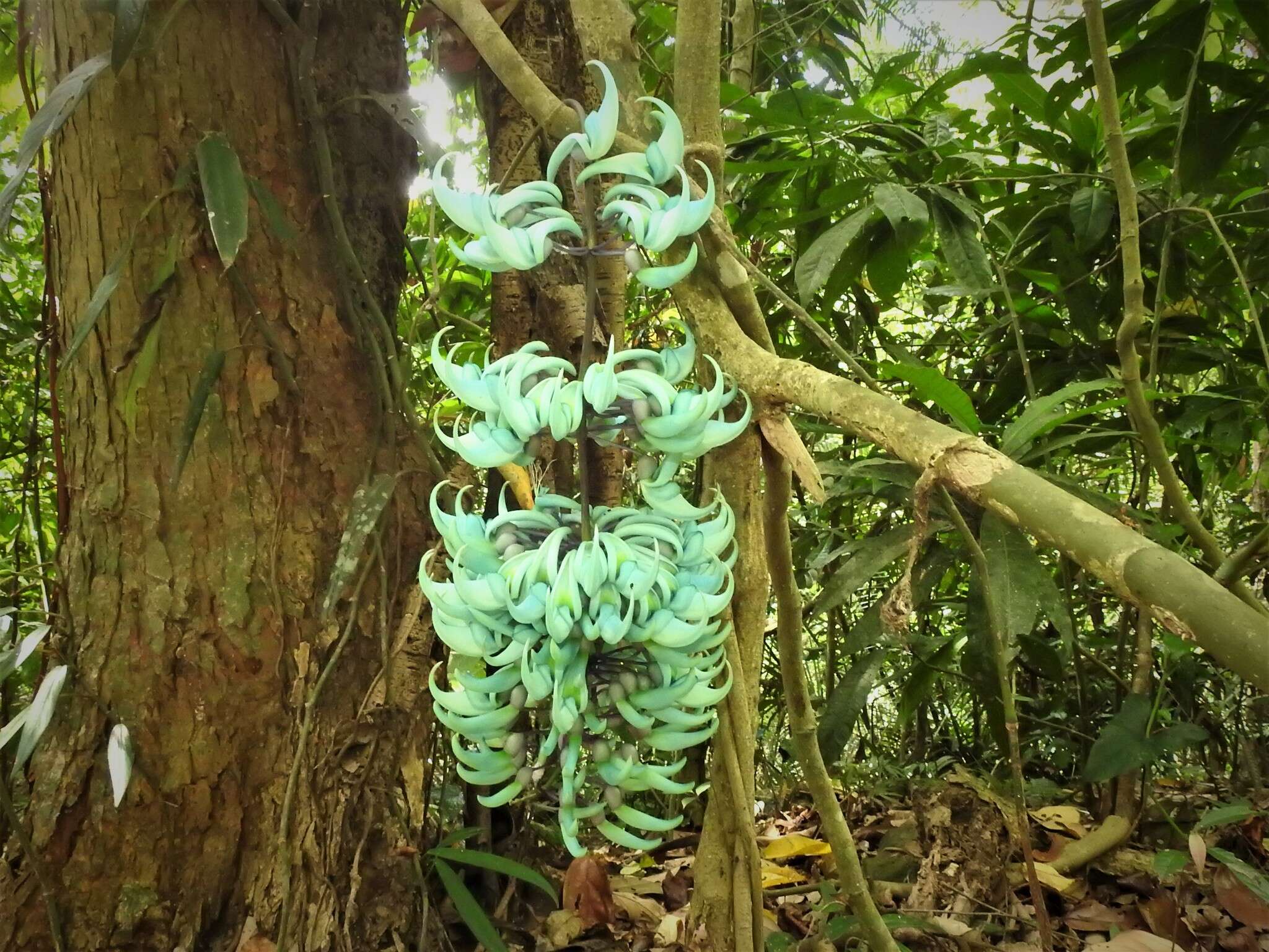 Image of Jade Vine