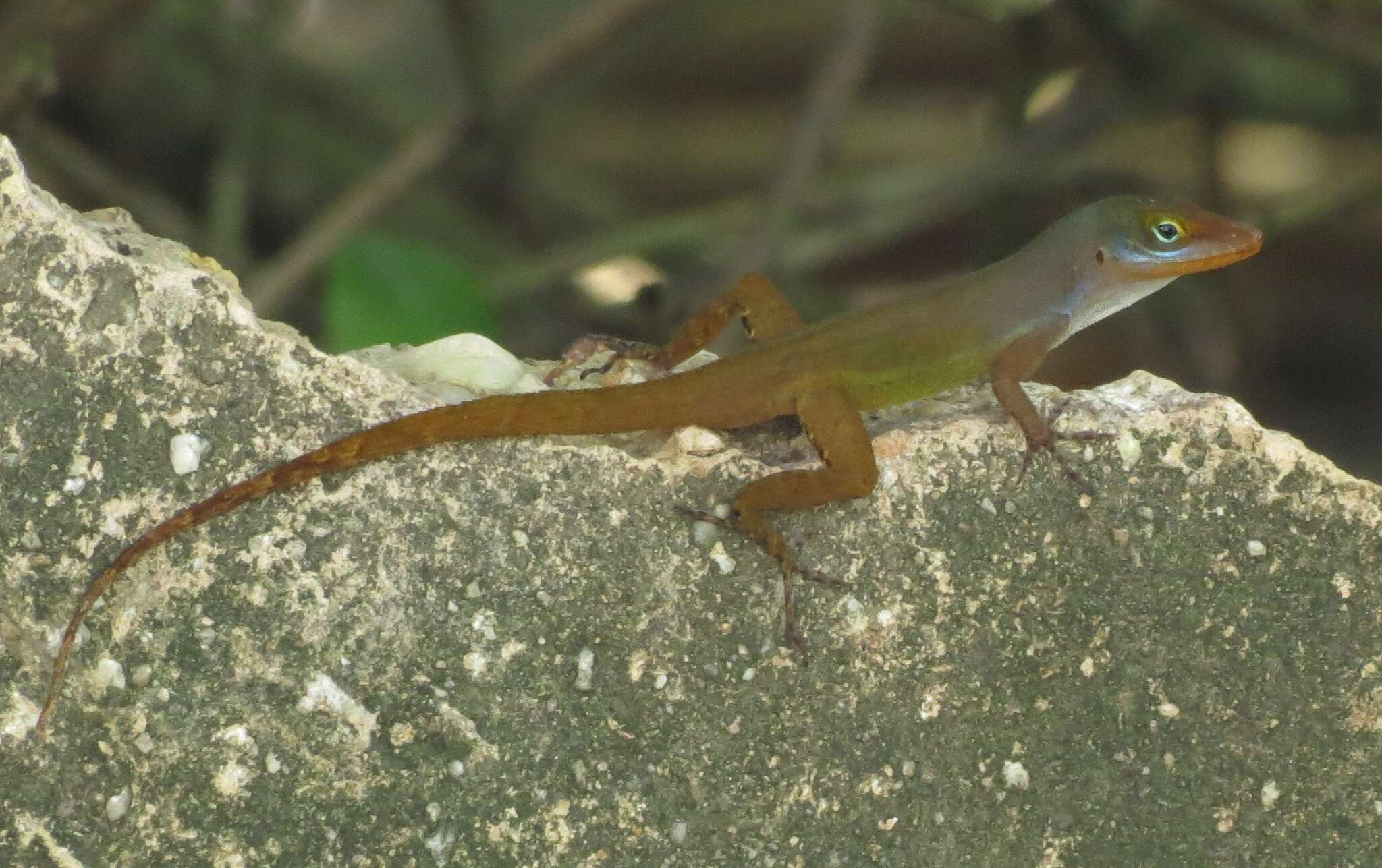 Image of Anolis wattsii Boulenger 1894