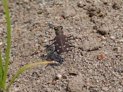 Plancia ëd Cicindela (Cicindela) oregona oregona Le Conte 1856