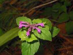 Image of Scutellaria guatemalensis Leonard