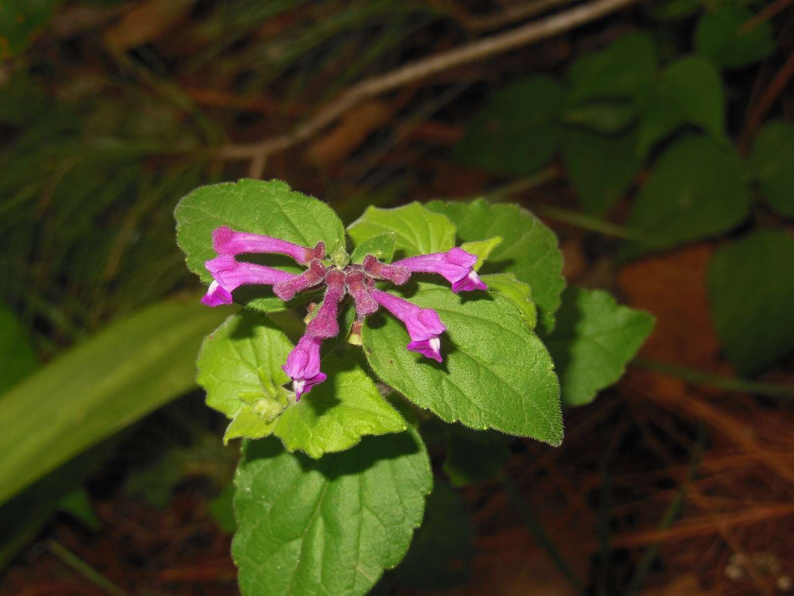 Image of Scutellaria guatemalensis Leonard