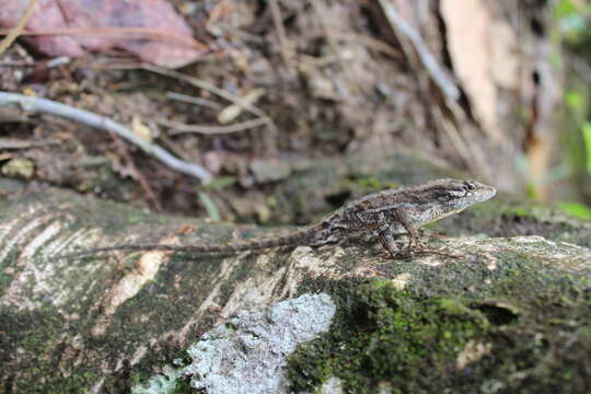 Sivun Anolis caceresae Hofmann & Townsend 2018 kuva