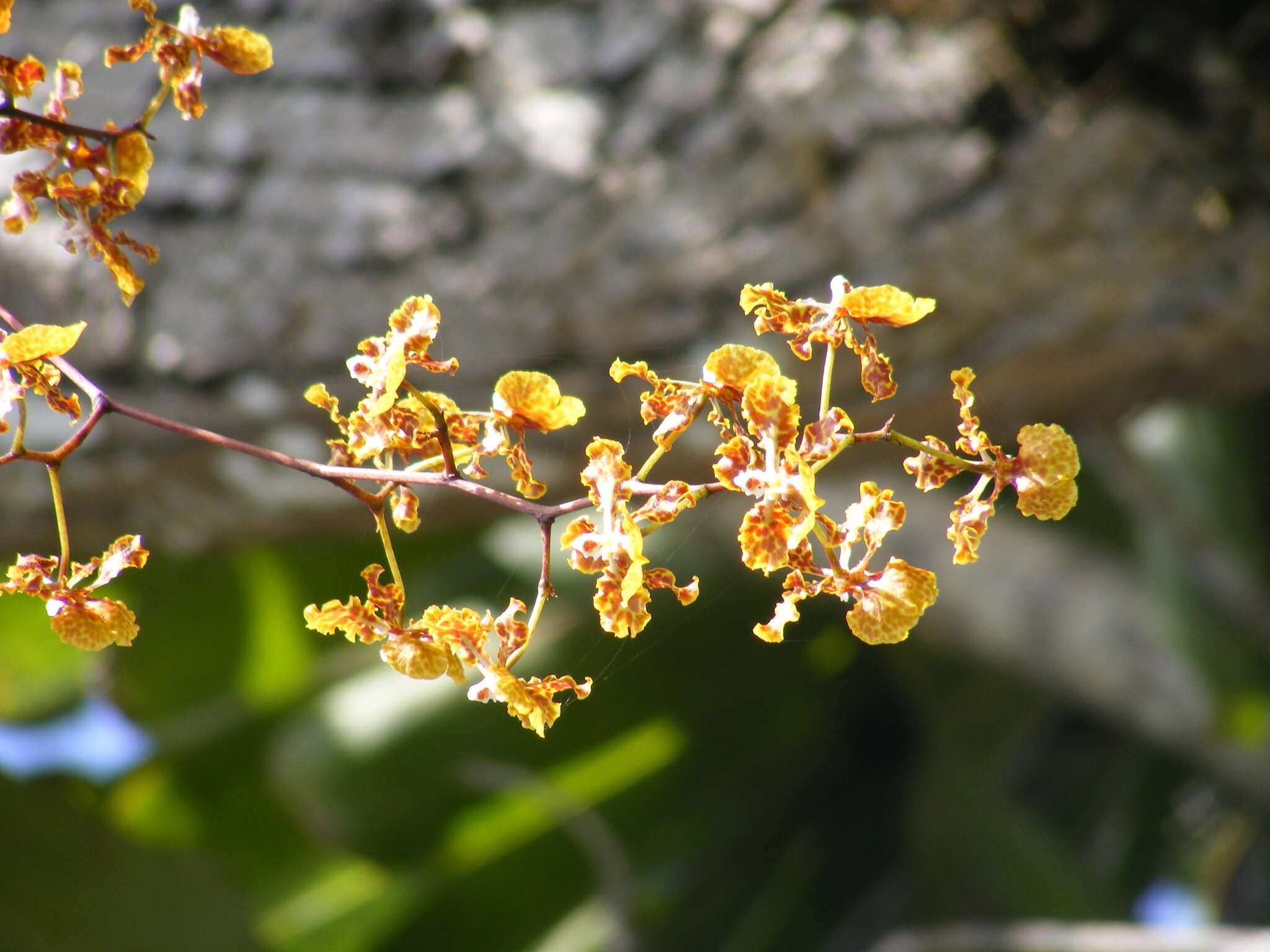 Image of spotted mule-ear orchid