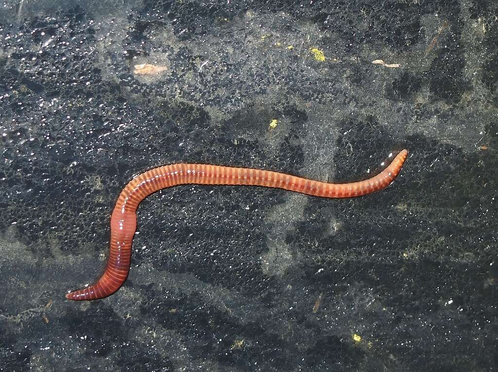 Image of Red wiggler, manure worm, soilution worm, brandling worm, english redworm