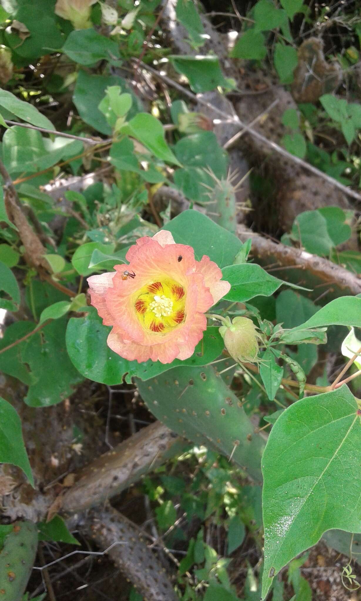 Image de Gossypium klotzschianum Anderss.