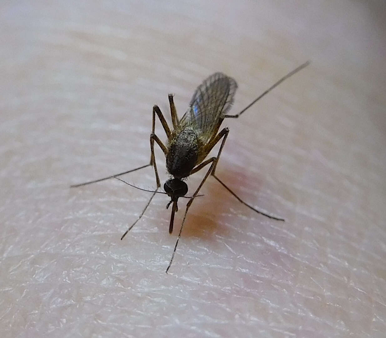 Image of Floodwater Mosquito