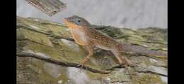 Image of Dominican anole