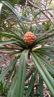 Imagem de Pandanus analamerensis Huynh