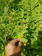 Image of Fraser's St. John's-Wort