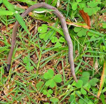 Image of Black-headed Centipede Eater