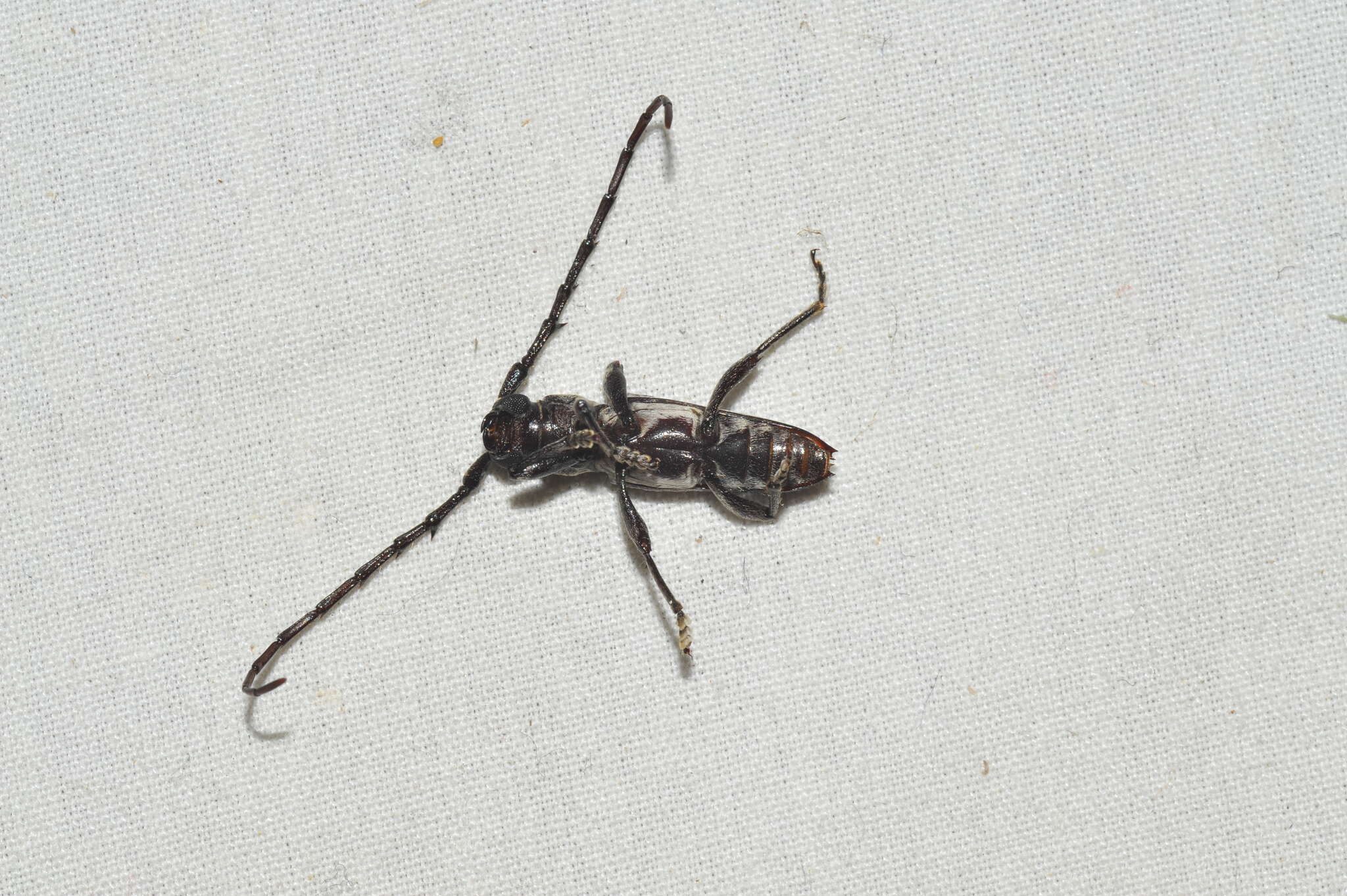 Image of Elaphidion cubae Fisher 1932