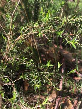 Image of Leptospermum continentale J. Thompson