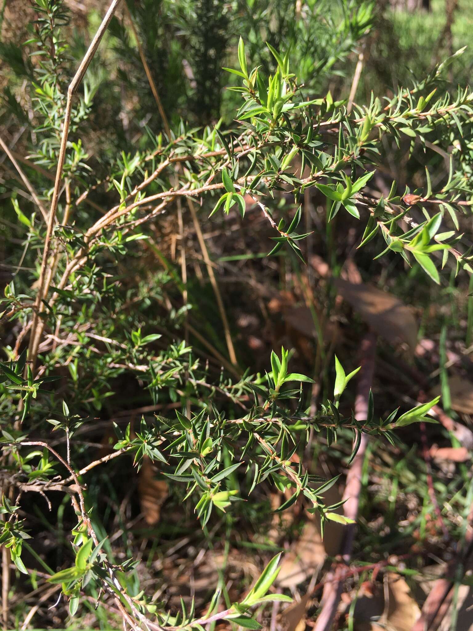 Image of Leptospermum continentale J. Thompson