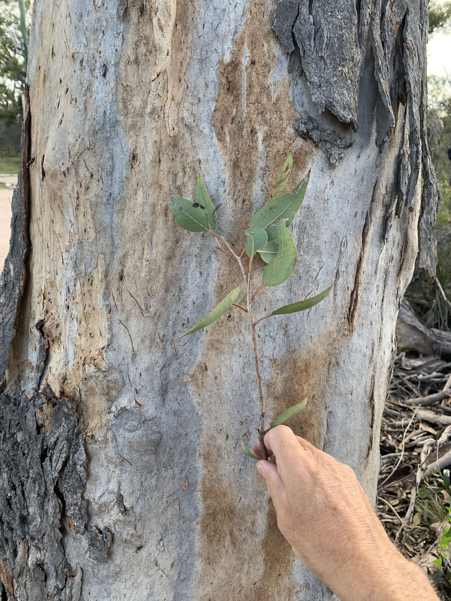 Image of Eucalyptus hallii Brooker