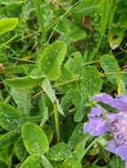 Image de Trifolium canescens Willd.