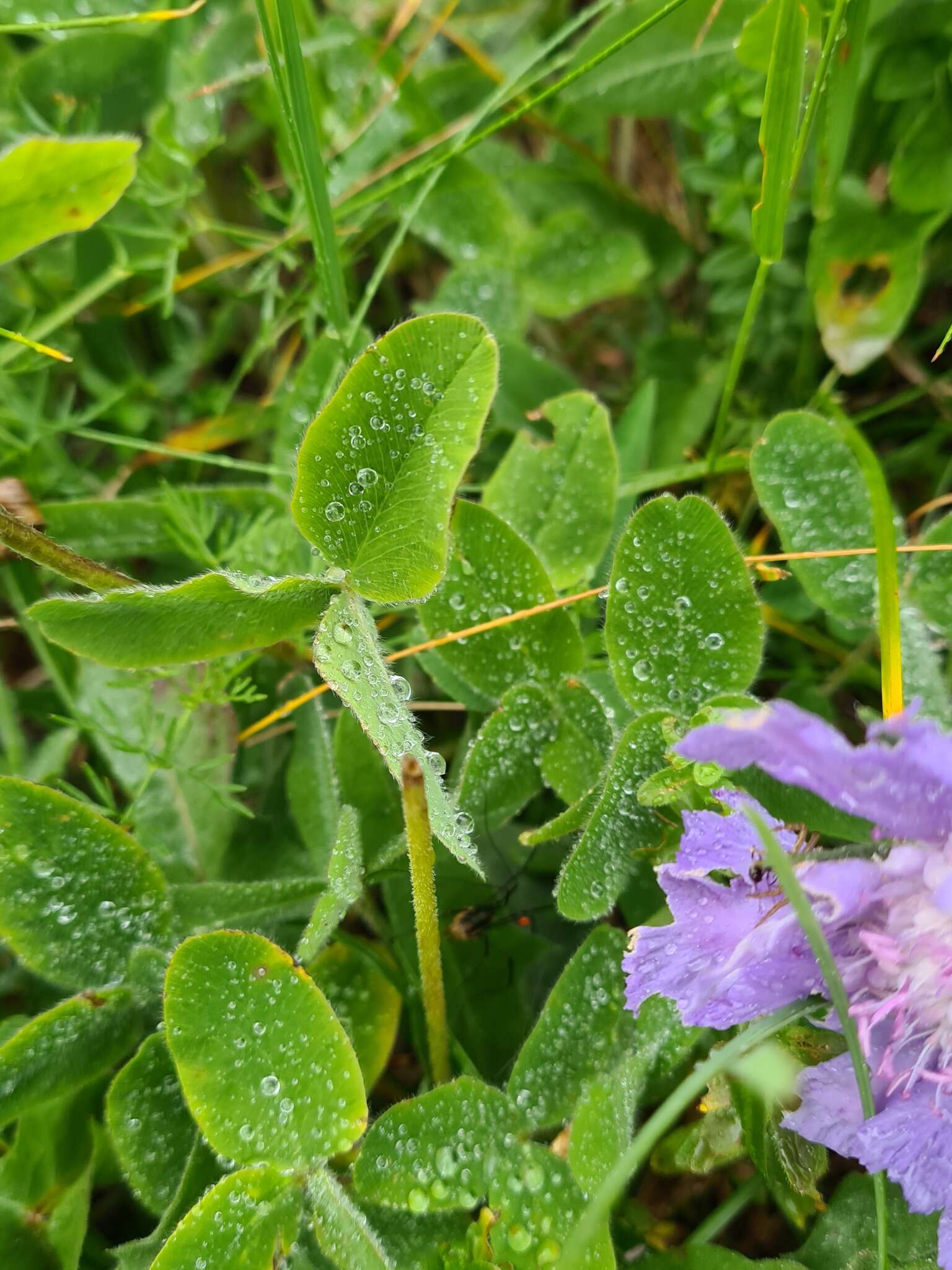 Image de Trifolium canescens Willd.