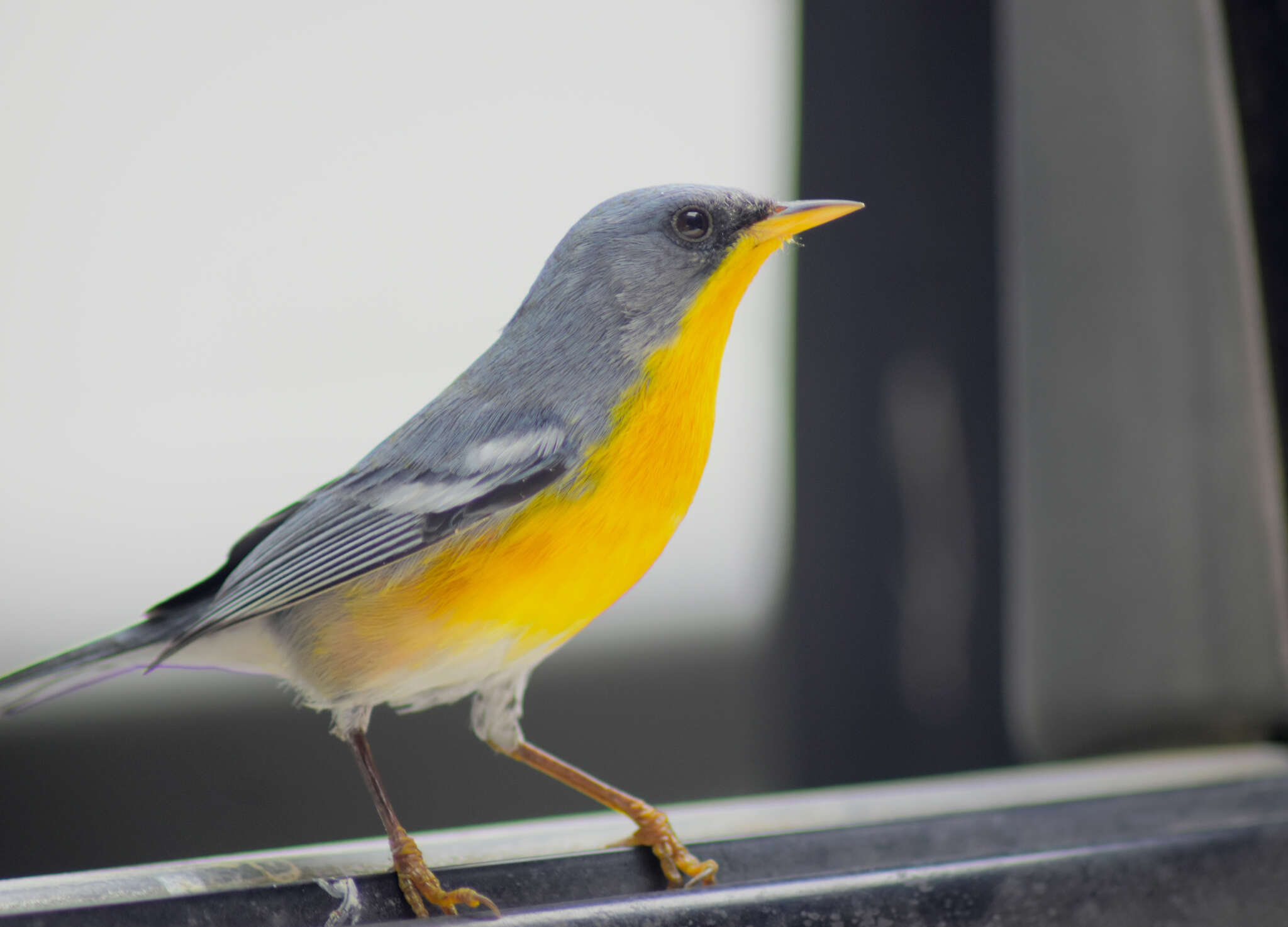 Image de Setophaga pitiayumi insularis (Lawrence 1871)