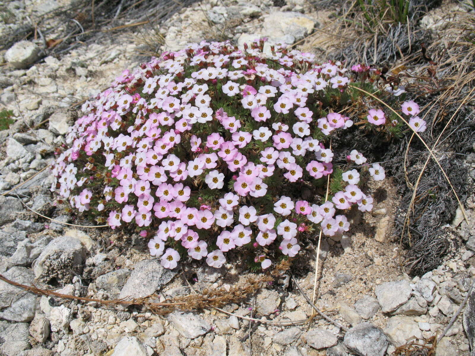 Image of Chamaerhodos altaica (Laxm.) Bunge