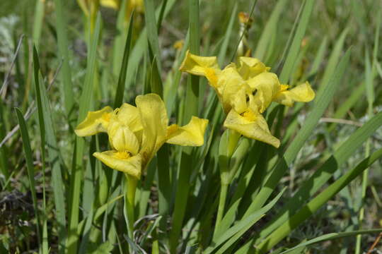 Image of Iris humilis Georgi