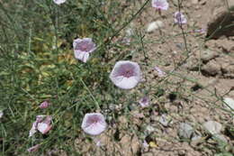 Image of Convolvulus dorycnium subsp. oxysepalus (Boiss.) Rech. fil.