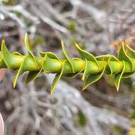 Image of Richea sprengelioides (R. Br.) F. Muell.