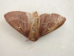 Image of grass eggar