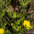 Sivun Hibbertia paeninsularis J. M. Black kuva