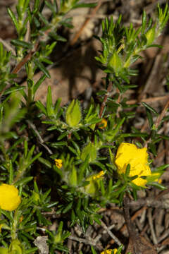 Image of Hibbertia paeninsularis J. M. Black