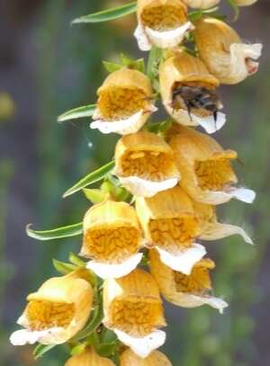 Imagem de Digitalis ferruginea L.