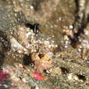 Image of dwarf teardrop crab