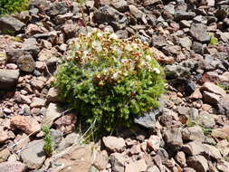 Leucheria daucifolia (Don) J. V. Crisci resmi