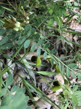 Imagem de Vicia melanops Sibth. & Sm.