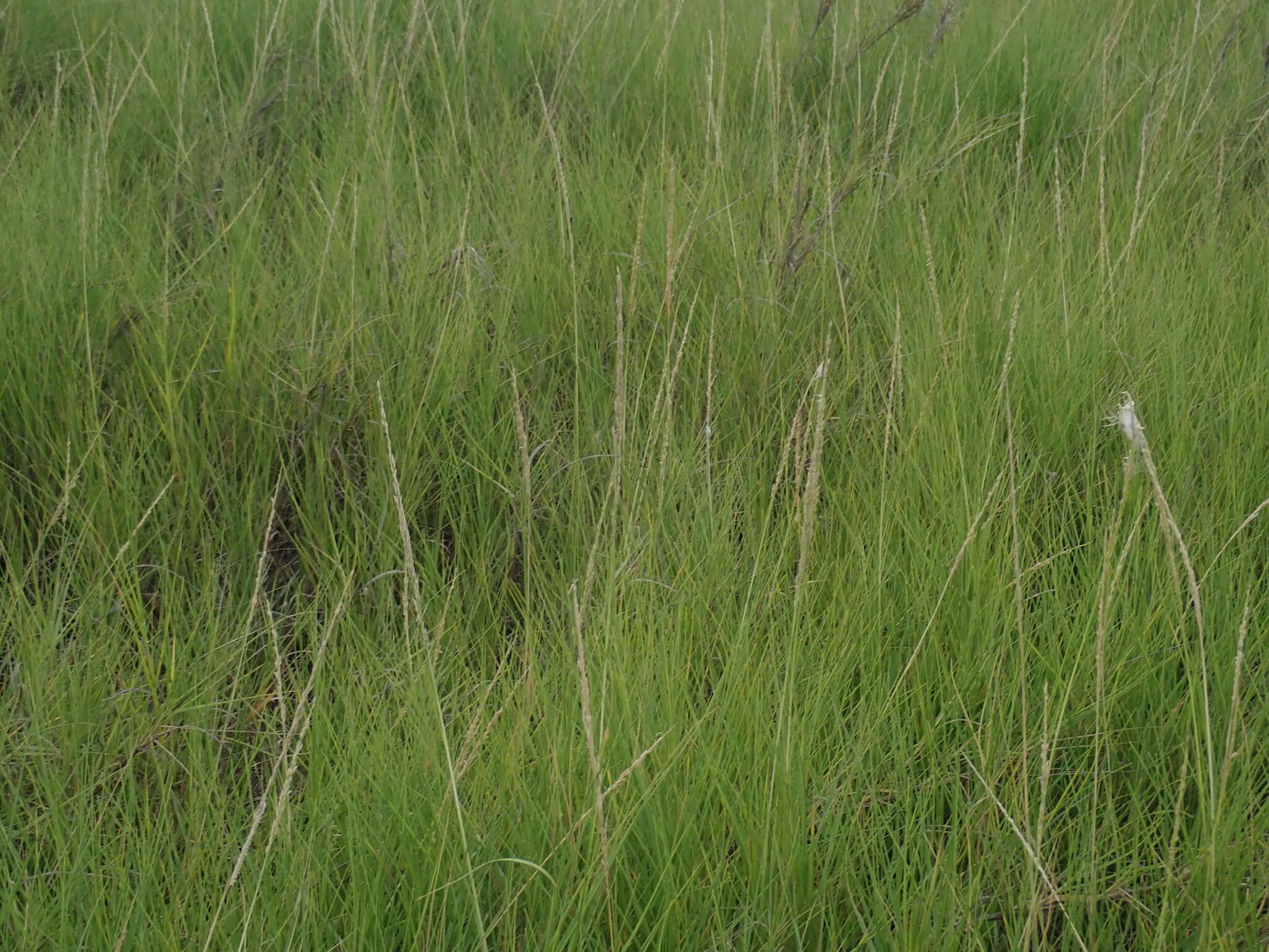 Image of seashore dropseed