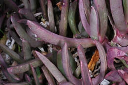 Image of Carpobrotus modestus S. T. Blake