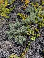 Image of San Clemente Island milkvetch