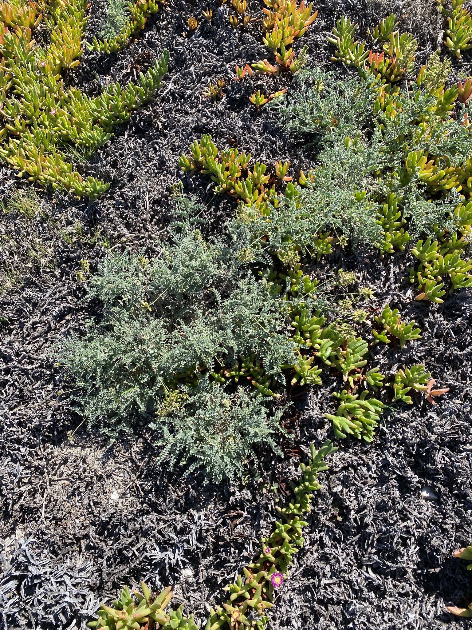 Image of San Clemente Island milkvetch