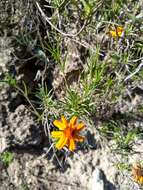 Image of Zinnia juniperifolia (DC.) A. Gray